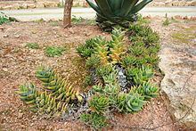 Aloe ser. Mitriformes httpsuploadwikimediaorgwikipediacommonsthu