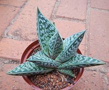 Aloe sladeniana httpsuploadwikimediaorgwikipediacommonsthu