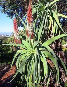 Aloe speciosa httpsuploadwikimediaorgwikipediacommonsthu