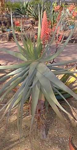 Aloe speciosa TiltHead Aloe Aloe speciosa