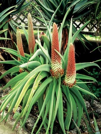 Aloe speciosa Wairere Nursery Ltd Auckland Aloe speciosa the Tilt head aloe