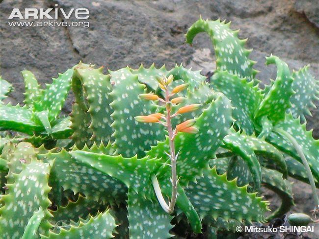 Aloe squarrosa Aloe videos photos and facts Aloe squarrosa ARKive