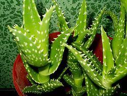 Aloe squarrosa Aloe squarrosa Wikipedia la enciclopedia libre