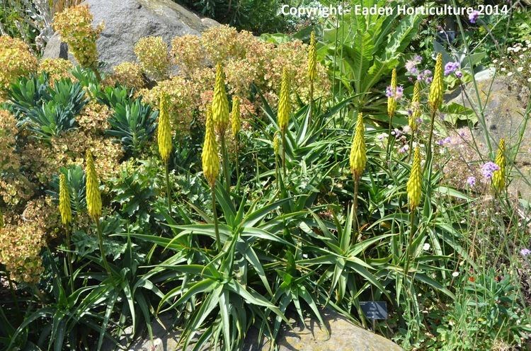 Aloe striatula HOW TO GROW THE HARDY ALOE Aloe striatula The Garden of Eaden