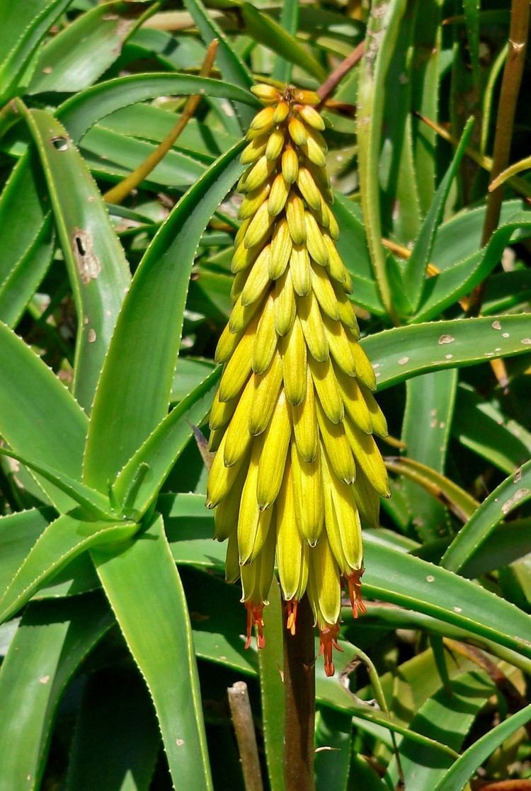 Aloe striatula uploadwikimediaorgwikipediacommons003Aloes