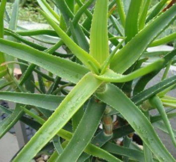 Aloe striatula Aloe striatula Hardy Aloe plant lust