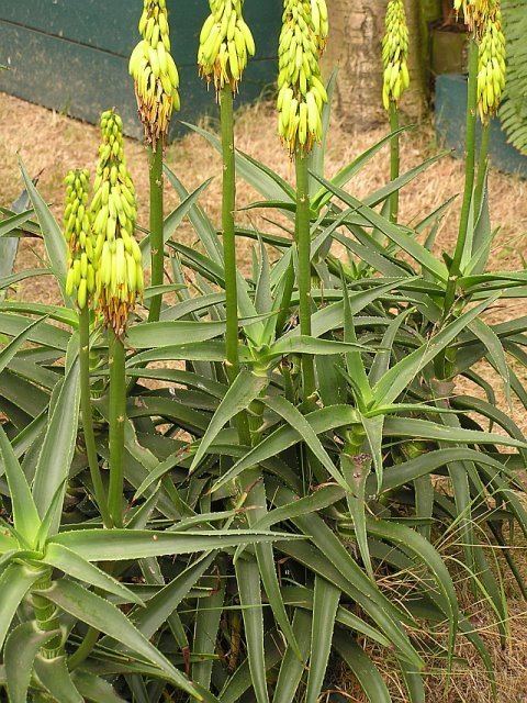 Aloe striatula MIKES EXOTICS and HARDY PLANTS