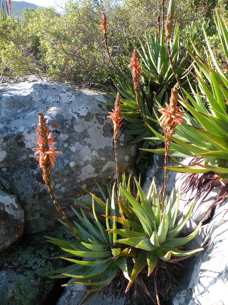Aloe succotrina FileAloe succotrina Cape Town Fynbos Aloe 2JPG Wikimedia Commons