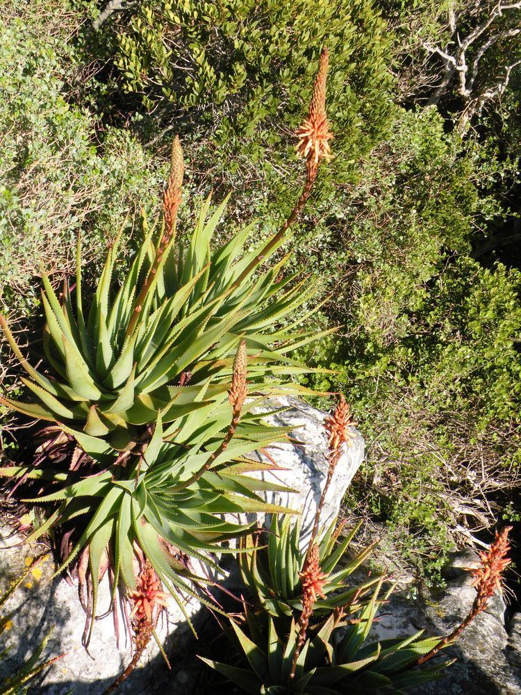 Aloe succotrina FileAloe succotrina Cape Fynbos SAJPG Wikimedia Commons