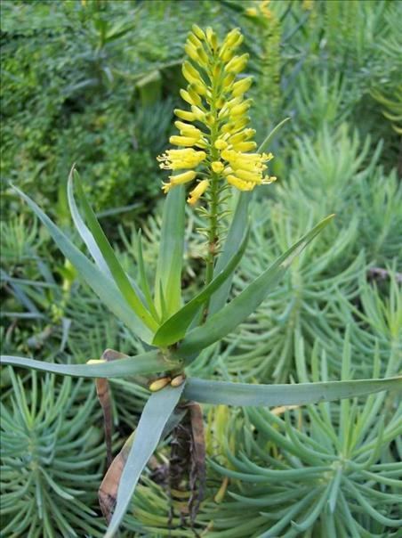 Aloe tenuior Witbos Aloe tenuior