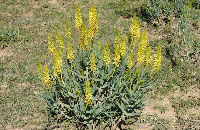 Aloe tenuior Aloe tenuior