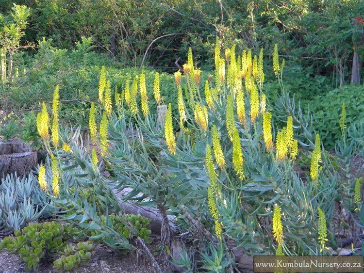 Aloe tenuior Aloe tenuior Kumbula Indigenous Nursery