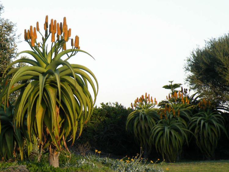 Aloe thraskii Aloe thraskii Dune Aloe World of Succulents