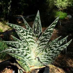 Aloe variegata wwwsmgrowerscomimagedbAloevariegatajpg