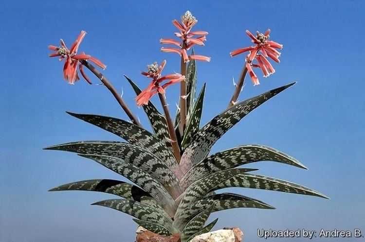 Aloe variegata Aloe variegata
