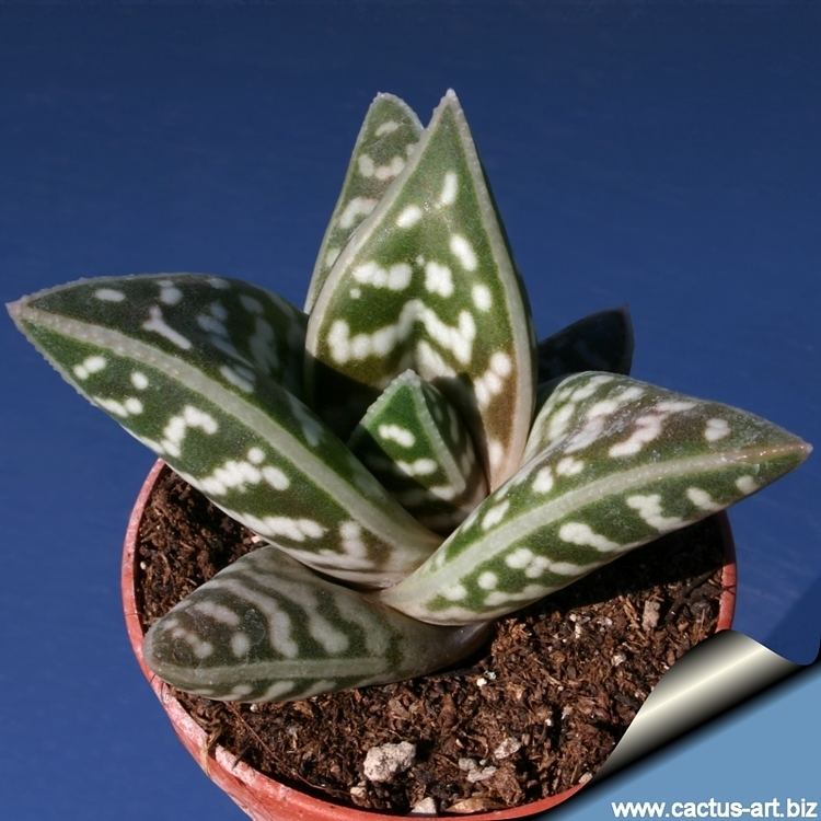 Aloe variegata Ale variegata