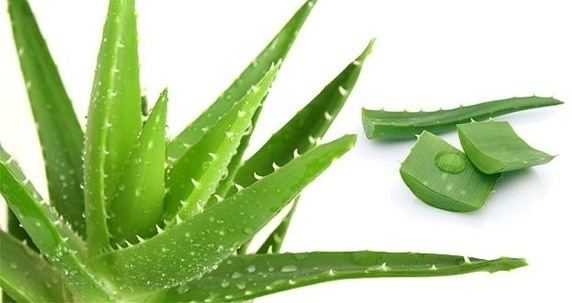 Aloe vera Is it safe to apply aloe vera gel on the face overnight Quora