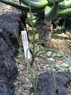 Aloe wildii httpsuploadwikimediaorgwikipediacommonsthu