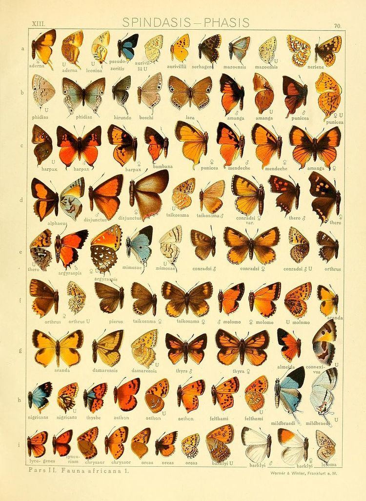 Aloeides molomo