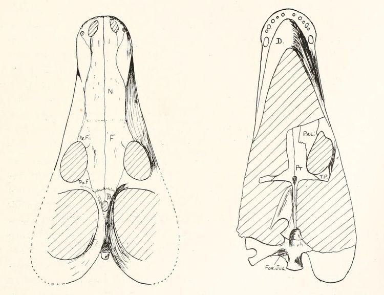 Alopecognathus