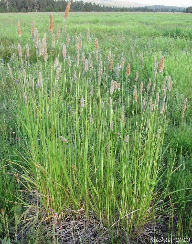 Alopecurus Field Foxtail Meadow Foxtail Alopecurus pratensis
