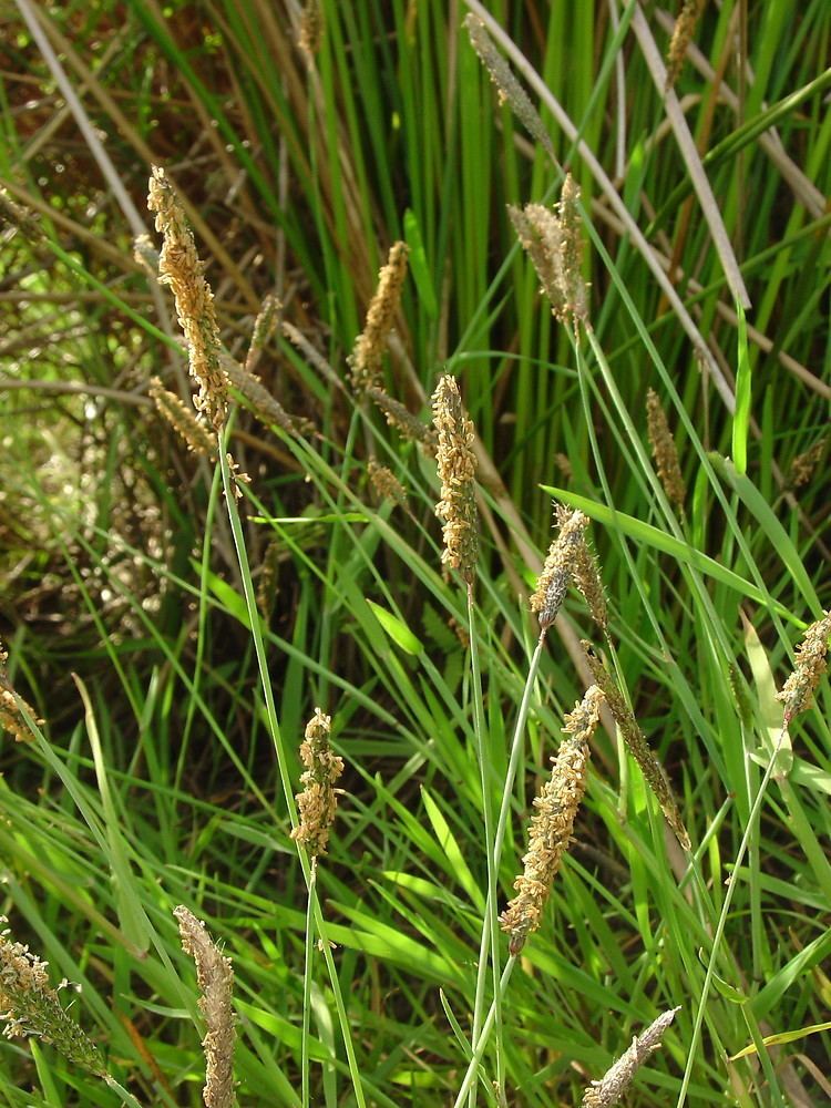 Alopecurus geniculatus Alopecurus geniculatus marsh meadowfoxtail Go Botany