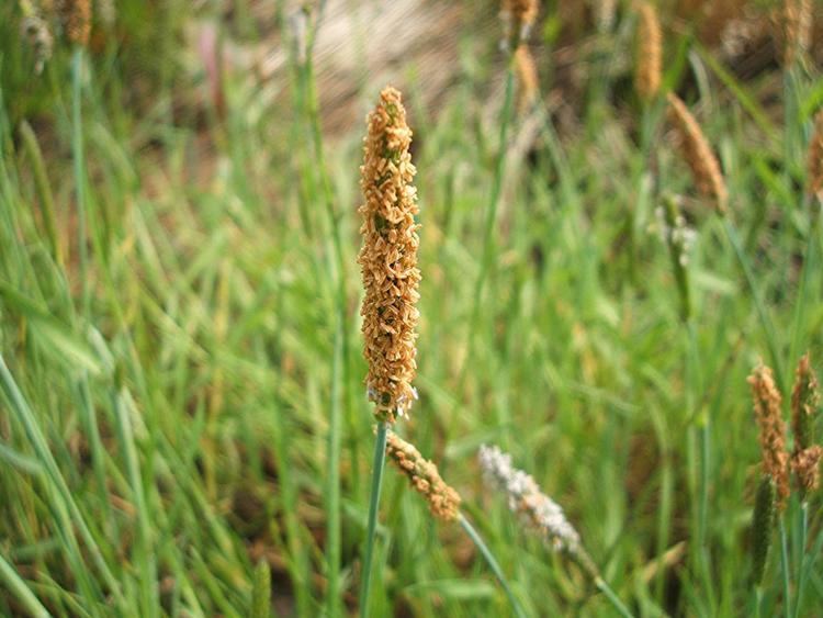 Alopecurus geniculatus Marsh Foxtail Alopecurus geniculatus NatureSpot