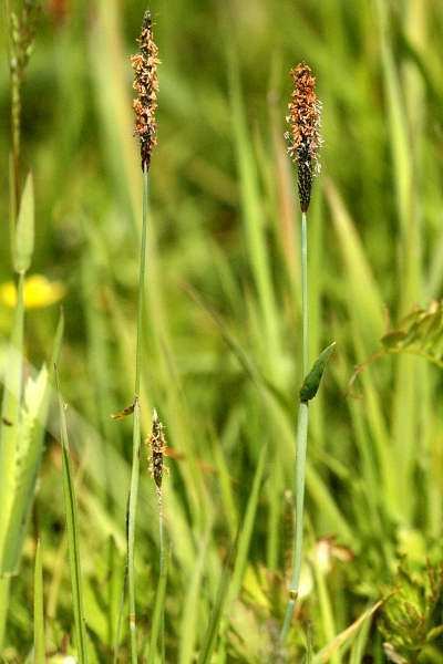 Alopecurus geniculatus Alopecurus geniculatus