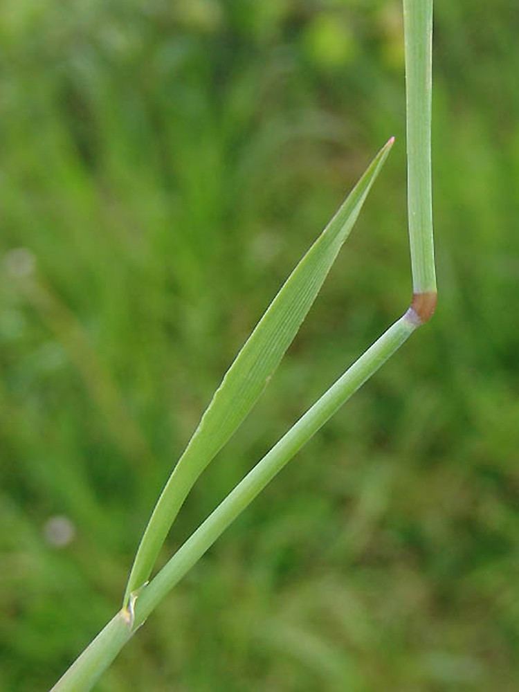 Alopecurus geniculatus Alopecurus geniculatus marsh meadowfoxtail Go Botany