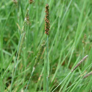 Alopecurus geniculatus Alopecurus geniculatus L Marsh Foxtail Flora of Northern Ireland