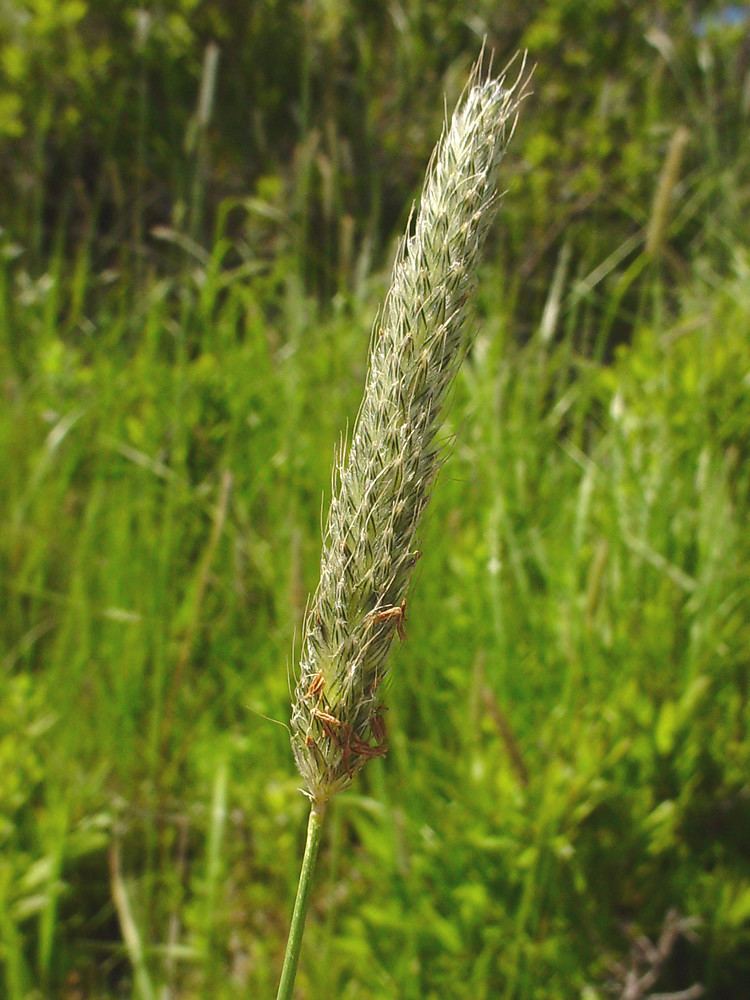 Alopecurus pratensis Alopecurus pratensis field meadowfoxtail Go Botany