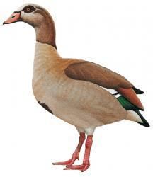 Alopochen Egyptian Goose Alopochen aegyptiaca HBW Alive