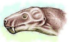 Aloposaurus uploadwikimediaorgwikipediacommonsthumb55c