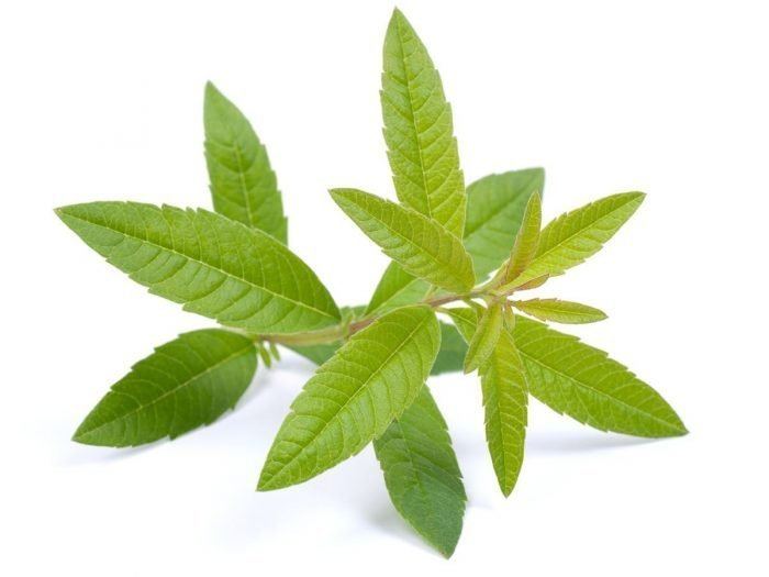 A green leafy herb plant called Aloysia citrodora.