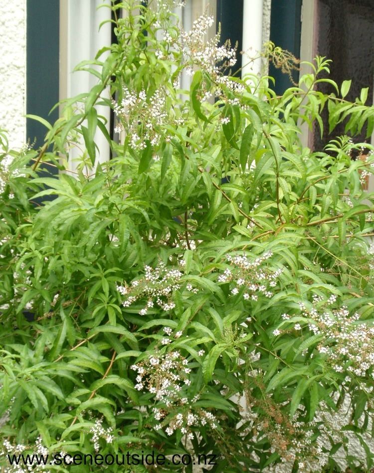 Aloysia citrodora plant with white tiny flowers.