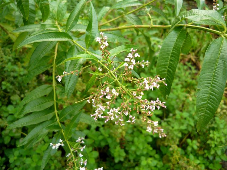 Close-up view of the leaves and flowers of Aloysia citrodora.