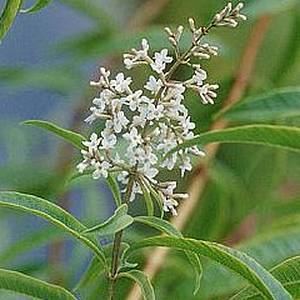 Close-up view of the leaves and white flowers of Aloysia citrodora.