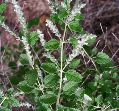 Aloysia wrightii Aloysia wrightii Beebrush Medicinal Uses Charles W Kane