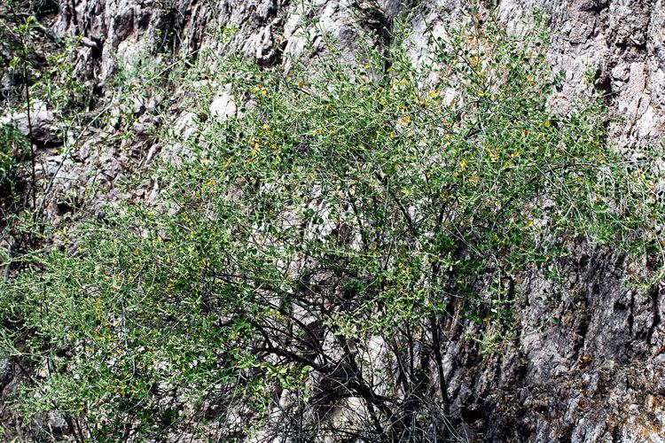 Aloysia wrightii Vascular Plants of the Gila Wilderness Aloysia wrightii