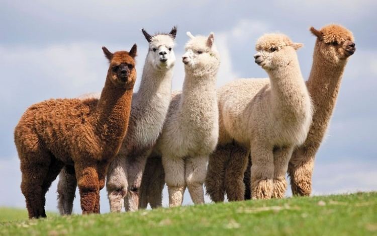 Alpaca alpaca wool Archives Woolme News