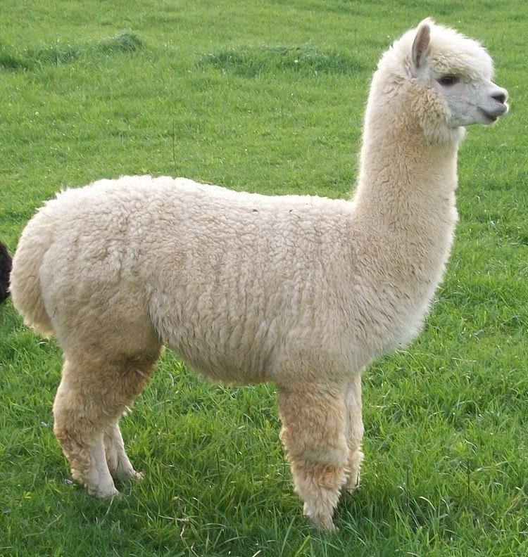 Alpaca 1000 images about Alpaca on Pinterest Seasons Getting to know