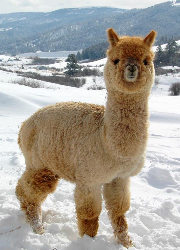 Alpaca 1000 ideas about Alpacas on Pinterest Cute alpaca Baby alpaca