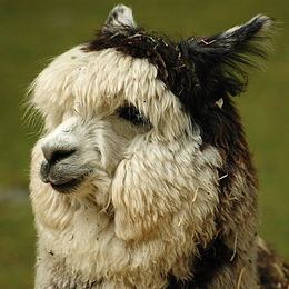 Alpaca httpsuploadwikimediaorgwikipediacommonsthu