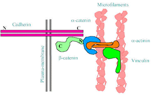 Alpha catenin alphacatenin