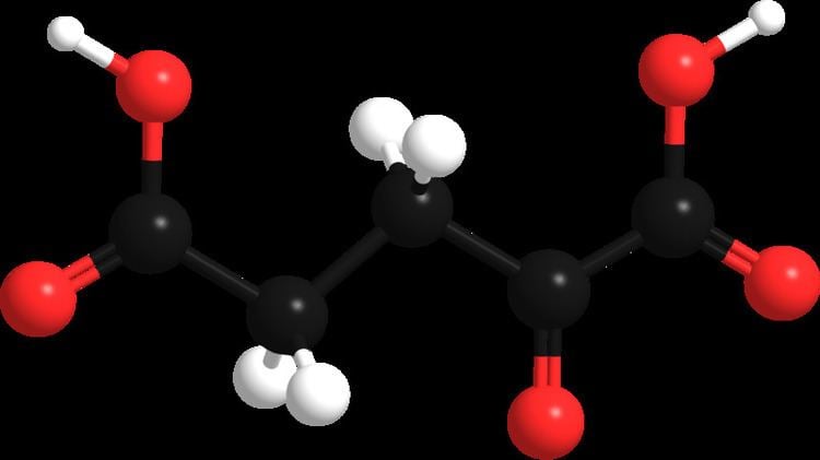 Alpha-Ketoglutaric acid FileAlphaKetoglutaric acid model 3dpng Wikimedia Commons
