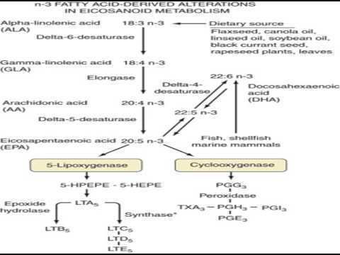 Alpha-Linolenic acid alpha linolenic acid metabolism YouTube