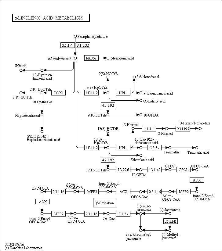 Alpha-Linolenic acid KEGG PATHWAY alphaLinolenic acid metabolism Reference pathway