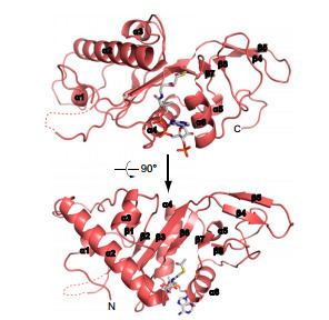 Alpha-tubulin N-acetyltransferase