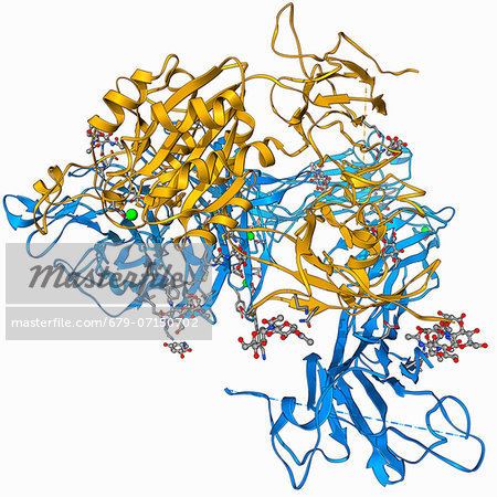 Alpha-v beta-3 Integrin Molecular model of the integrin protein alphav beta3
