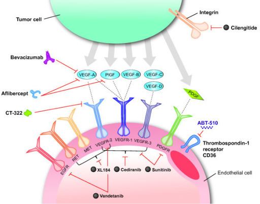 Alpha-v beta-3 Molecular targets of antiangiogenic agents in glioblast Openi